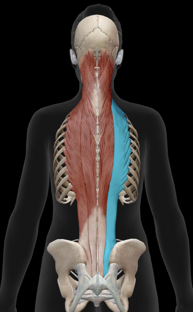 엉덩갈비근