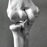 joint