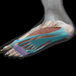 plantar fascia