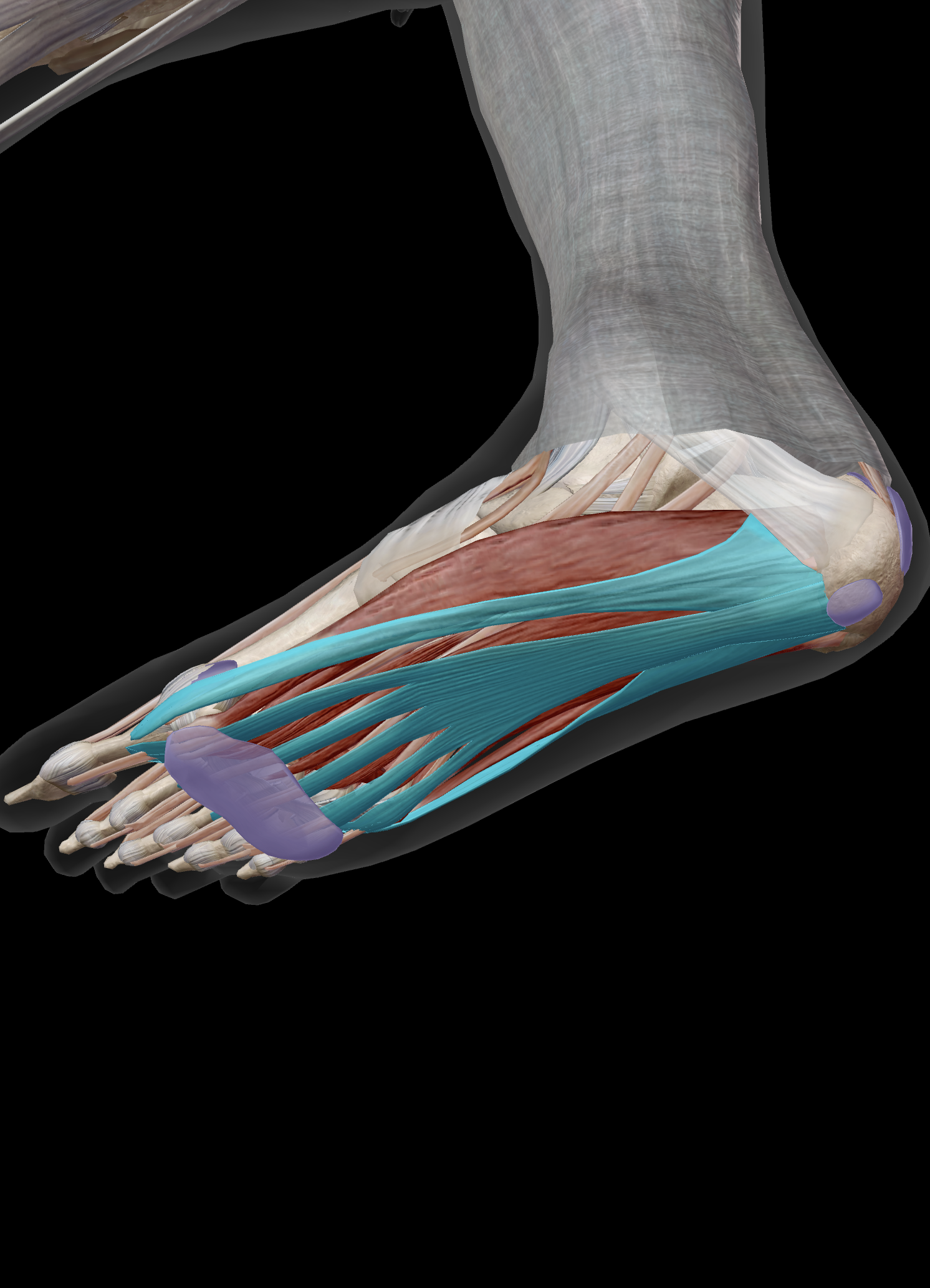 plantar fascia